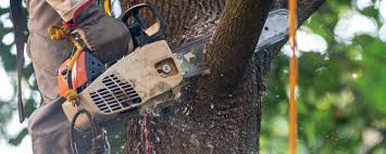 Lawn Pest Prevention in South Cleveland, TN