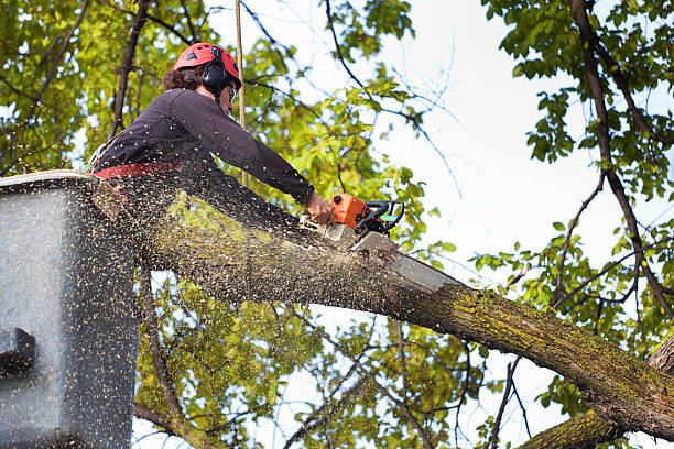 Lawn Maintenance Plans in South Cleveland, TN