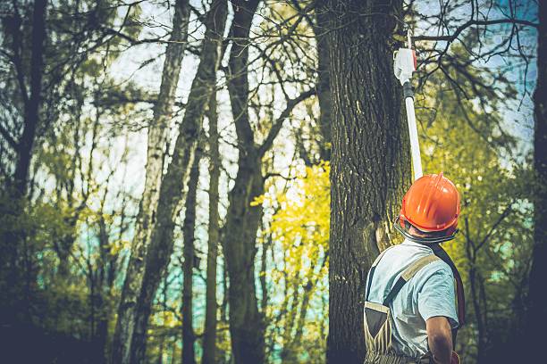 Reliable South Cleveland, TN Tree Care Solutions