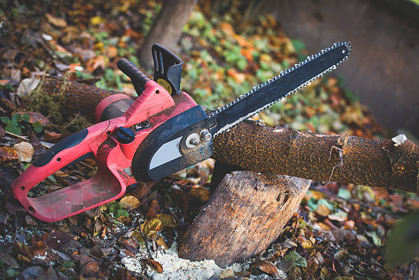 How Our Tree Care Process Works  in  South Cleveland, TN
